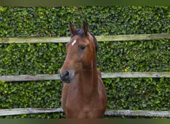 Belga, Stallone, 3 Anni, 155 cm, Baio