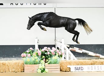 Belga, Stallone, 3 Anni, 160 cm, Grigio