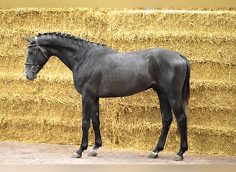 Belga, Stallone, 3 Anni, 160 cm, Grigio