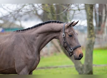 Belga, Stallone, 3 Anni, 164 cm, Baio scuro