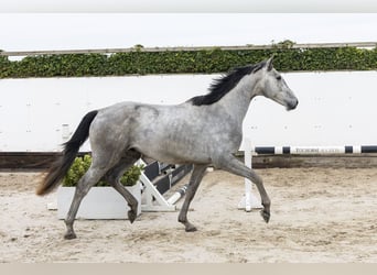 Belga, Stallone, 3 Anni, 164 cm