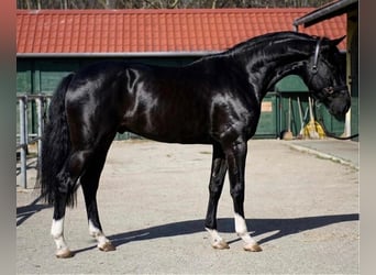 Belga, Stallone, 3 Anni, 168 cm, Morello