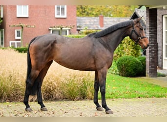 Belga, Stallone, 3 Anni, 169 cm, Baio scuro