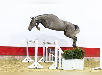 Belga, Stallone, 3 Anni, 169 cm