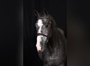 Belga, Stallone, 3 Anni, 170 cm, Grigio