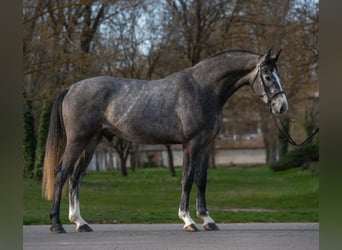Belga, Stallone, 3 Anni, 173 cm