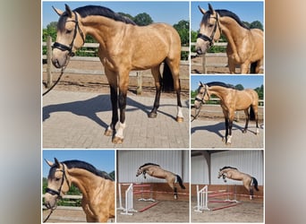 Belga, Stallone, 3 Anni, Pelle di daino