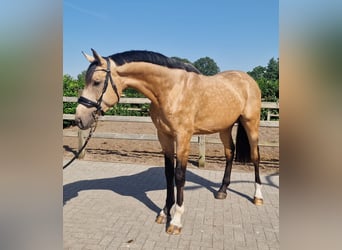 Belga, Stallone, 3 Anni, Pelle di daino
