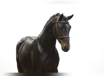 Belga, Stallone, 4 Anni, 167 cm, Baio scuro