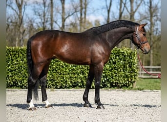 Belga, Stallone, 4 Anni, 168 cm, Baio ciliegia