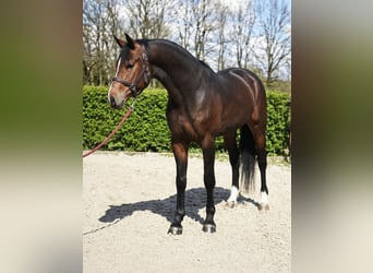 Belga, Stallone, 4 Anni, 168 cm, Baio ciliegia