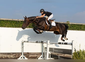 Belga, Stallone, 4 Anni, 170 cm, Baio scuro