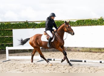 Belga, Stallone, 4 Anni, 171 cm, Baio