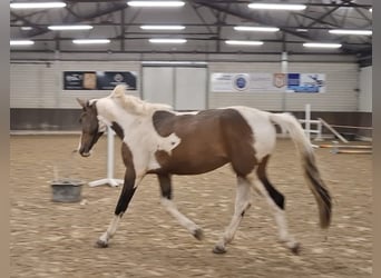 Belga, Stallone, 4 Anni, Pezzato