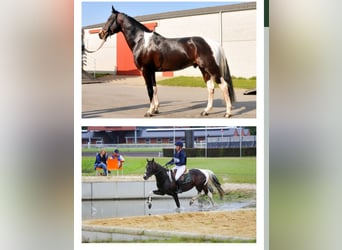 Belga, Stallone, Puledri
 (05/2023), 160 cm, Tobiano-tutti i colori