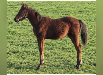 Belga, Stallone, Puledri (04/2026), Baio