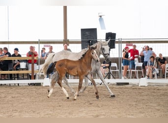 Belga, Stallone, Puledri (04/2026)