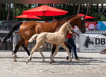 Belga, Stallone, Puledri (06/2026), Palomino
