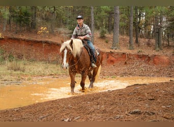 Belgian Draft, Gelding, 10 years