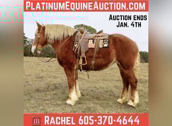 Belgian Draft, Gelding, 10 years