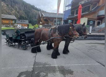 Belgisches Kaltblut, Wallach, 11 Jahre, 16,2 hh