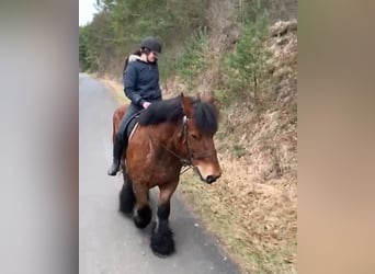 Belgisches Kaltblut, Wallach, 11 Jahre, 16,2 hh