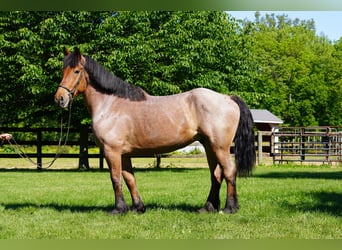 Belgian Draft Mix, Gelding, 11 years, Roan-Red