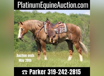 Belgian Draft, Gelding, 12 years, 16 hh, Sorrel