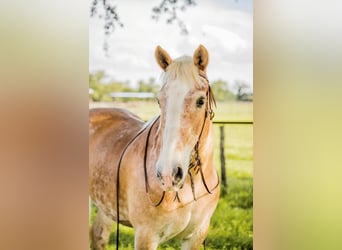 Belgian Draft, Gelding, 13 years, 15,2 hh, Sorrel