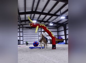 Belgian Draft Mix, Gelding, 13 years, 15 hh, Sorrel