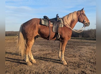 Belgian Draft Mix, Gelding, 13 years, 16 hh, Brown