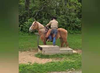 Belgian Draft, Gelding, 13 years, 16 hh, Sorrel