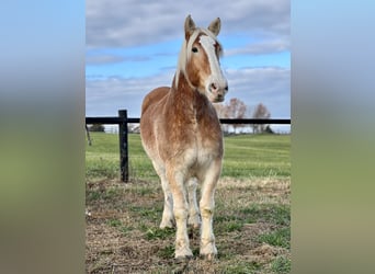 Belgian Draft, Gelding, 13 years, 17,3 hh, Brown-Light