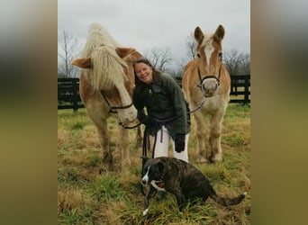 Belgian Draft, Gelding, 13 years, 17,3 hh, Brown-Light