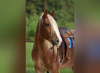 Belgian Draft, Gelding, 15 years, Roan-Red