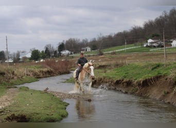 Belgian Draft, Gelding, 15 years, Roan-Red
