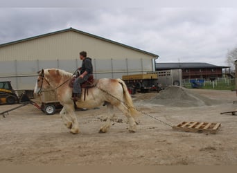 Belgian Draft, Gelding, 15 years, Roan-Red