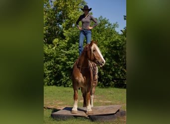 Belgian Draft, Gelding, 17 years, Roan-Red