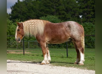 Belgian Draft, Gelding, 17 years, Roan-Red