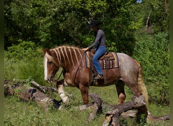 Belgian Draft, Gelding, 17 years, Roan-Red