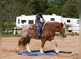 Belgian Draft, Gelding, 17 years, Roan-Red