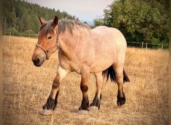 Belgian Draft, Gelding, 2 years, 14.2 hh, Grey-Red-Tan