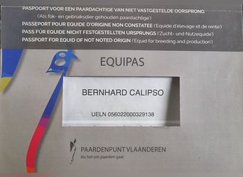 Belgian Draft Mix, Gelding, 2 years, Black