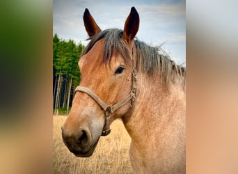 Belgian Draft, Gelding, 3 years, 14.2 hh, Grey-Red-Tan