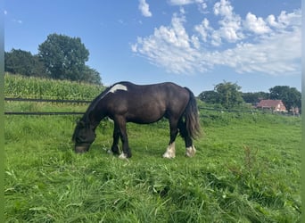 Belgian Draft Mix, Gelding, 3 years, 15.2 hh, Black