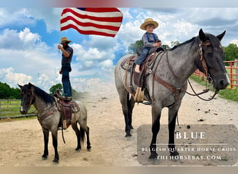 Belgian Draft Mix, Gelding, 3 years, 16 hh, Roan-Blue