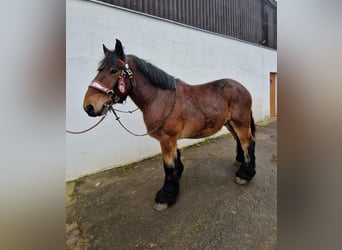 Belgian Draft, Gelding, 3 years, 17 hh, Brown
