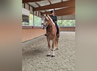 Belgisches Kaltblut, Wallach, 3 Jahre, 18 hh