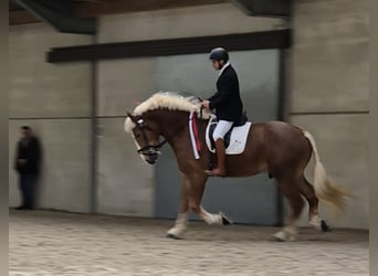 Belgisches Kaltblut, Wallach, 3 Jahre, 18 hh