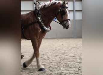 Belgisches Kaltblut, Wallach, 3 Jahre, 18 hh